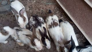 Rabbits for Sale 0