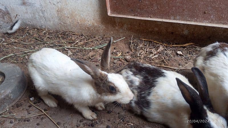 Rabbits for Sale 1