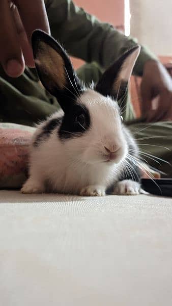 Rabbits for Sale 2