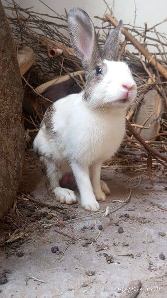 Rabbits for Sale 3
