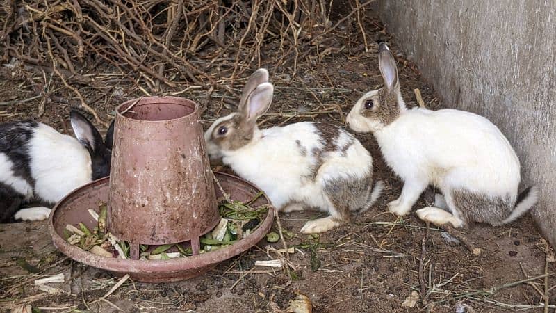 Rabbits for Sale 5