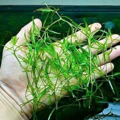 Fresh and healthy guppy grass plant available for aquarium.