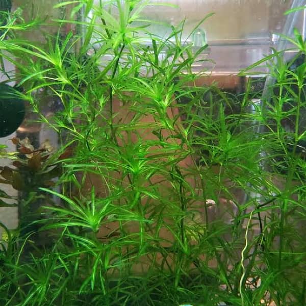 Fresh and healthy guppy grass plant available for aquarium. 1