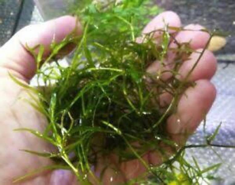 Fresh and healthy guppy grass plant available for aquarium. 2