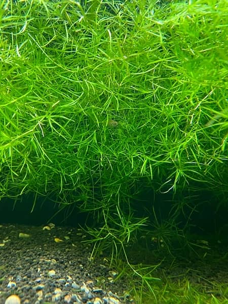 Fresh and healthy guppy grass plant available for aquarium. 3