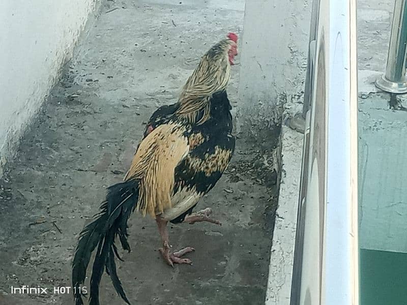 aseel bengum male for sale 1