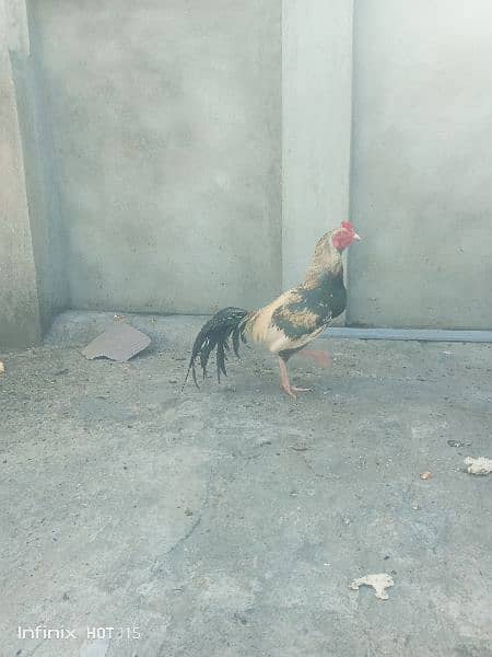 aseel bengum male for sale 3