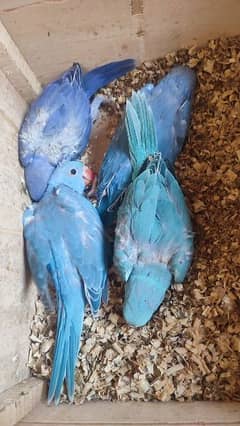 Voilet / Cobalt / Blue Chicks