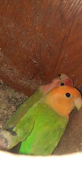 13 lovebirds for sale 1