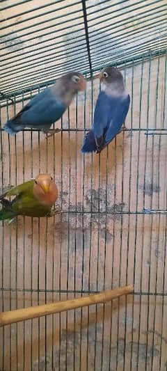 5 pairs lovebirds for sale