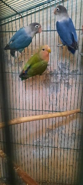 13 lovebirds for sale 8