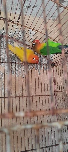 13 lovebirds for sale 12