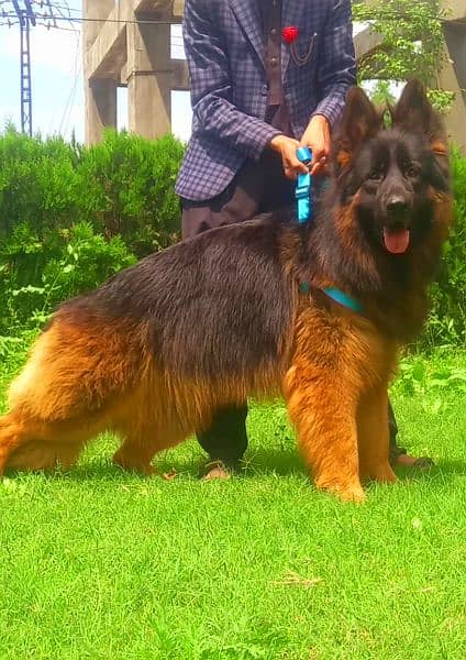 German shepherd dog male long coat black mass 10 mahine age for sale 2