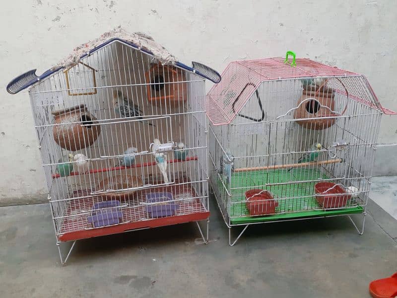 Love Birds Pairs with cage 2