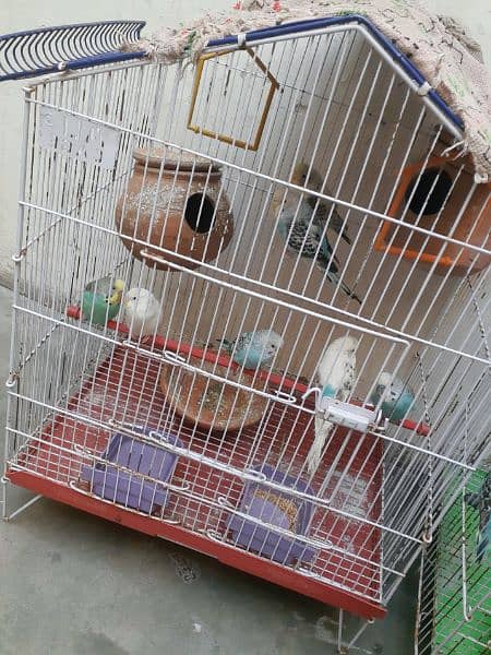 Love Birds Pairs with cage 3