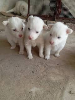 Russian pink Nose for sale 0