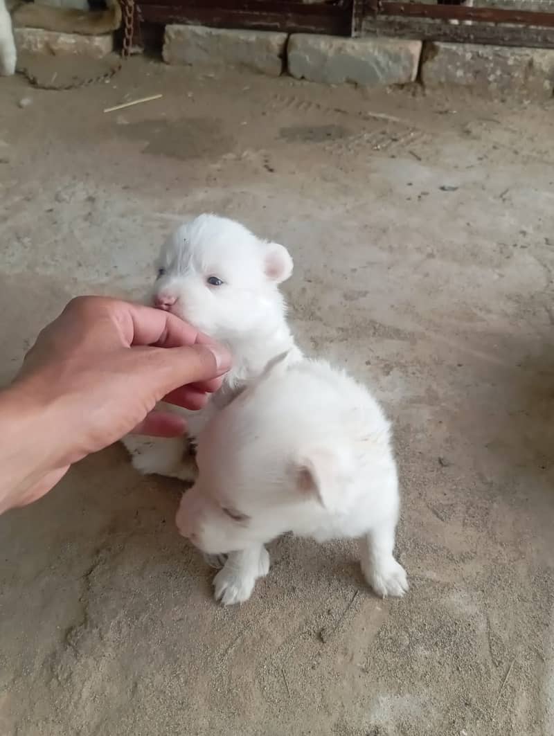 Russian pink Nose for sale 1