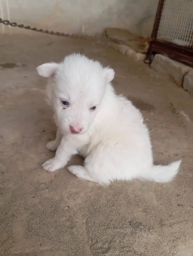 Russian pink Nose for sale 3