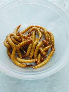 Mealworms 0