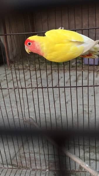 Love bird pathay for sale possible split ino and common lutino male 6