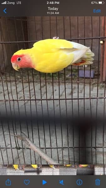 Love bird pathay for sale possible split ino and common lutino male 7