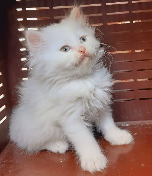pure persian triple coated kittens available at very low price 0