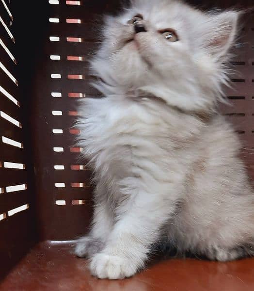 pure persian triple coated kittens available at very low price 1