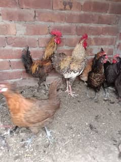 ten hen for sale Andy Dany wali murgiya ha