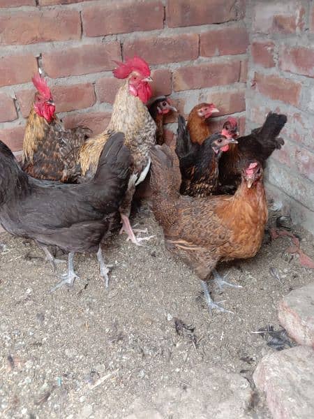 ten hen for sale Andy Dany wali murgiya ha 2