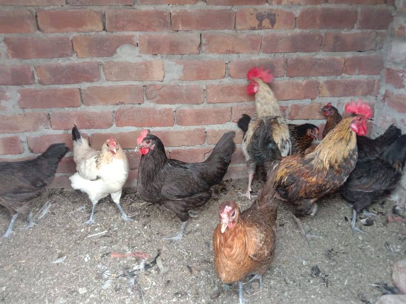ten hen for sale Andy Dany wali murgiya ha 4
