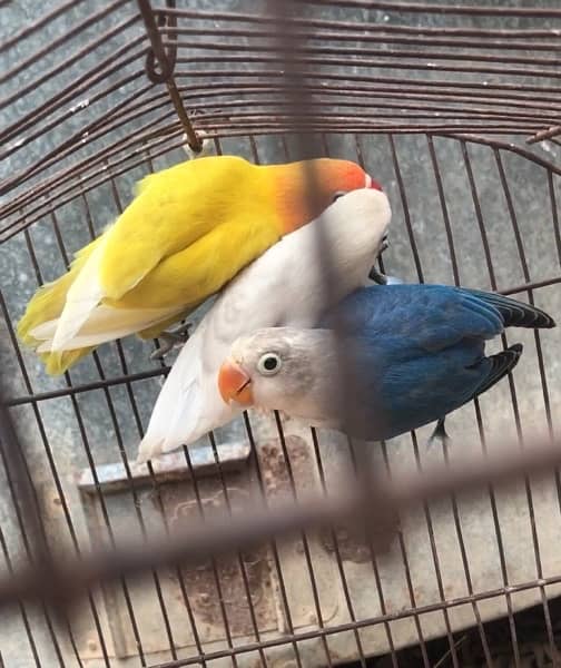 Love birds pathay for sale contact 03077965568 Location Bahawalpur 0