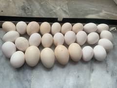 Golden Sebrights/Silkie Fertile Eggs 0