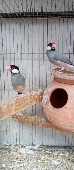 java finch male female