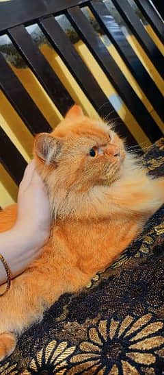 Persian Cat Golden Brown