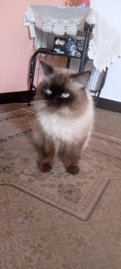 Blue eyed Himalyan male cat 0