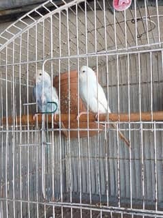 Pair of birds for sale 0