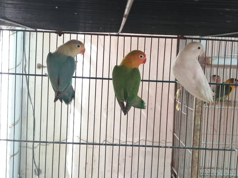 green parblue albino red black eyes lutino split pale fallow blue ino 3