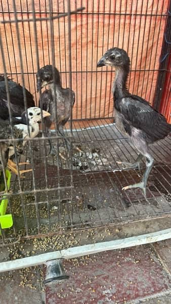 shamo chicks for sale 7