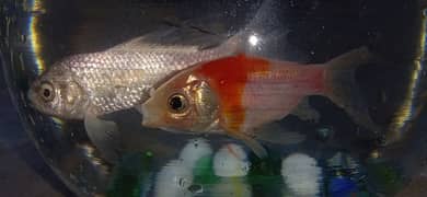 Diamond quin fish and oranda goldfish
