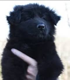 German Shepherd puppy 0