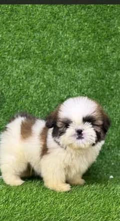 Shihtzu Puppy Femail | Puppy for sale | dogs baby