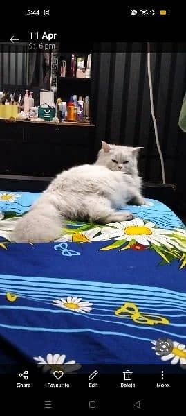 Persian cat pregnant 1