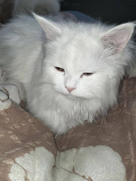 Persian cat pregnant 2