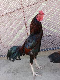 Aseel Breeder Male For sale