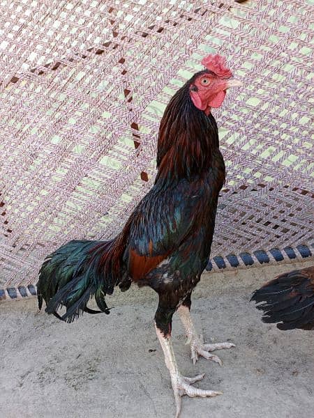 Aseel Breeder Male For sale 0
