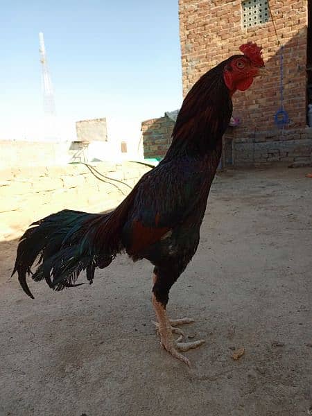 Aseel Breeder Male For sale 1