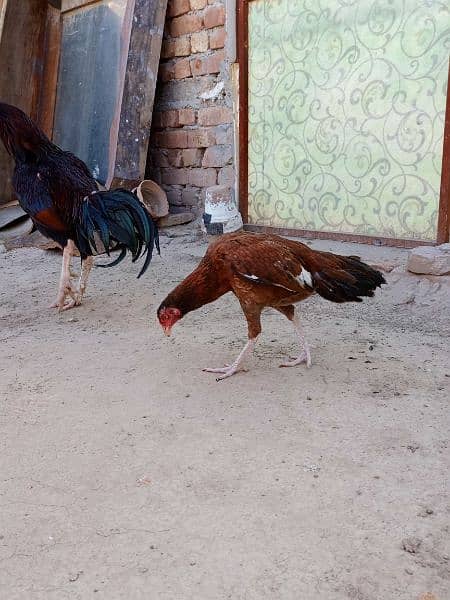 Aseel Breeder Male For sale 5