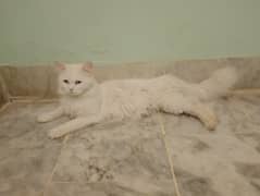 A beautiful persian male with blue eyes for sale