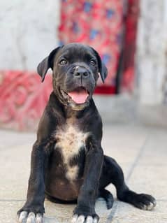 cane corso