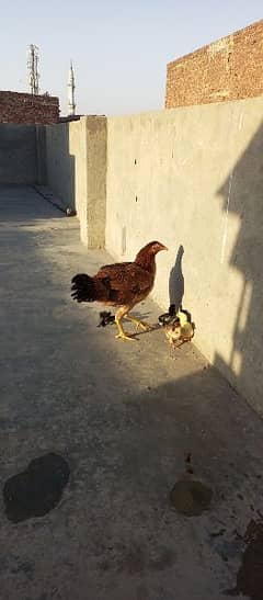 new born babies with hen for sale 0